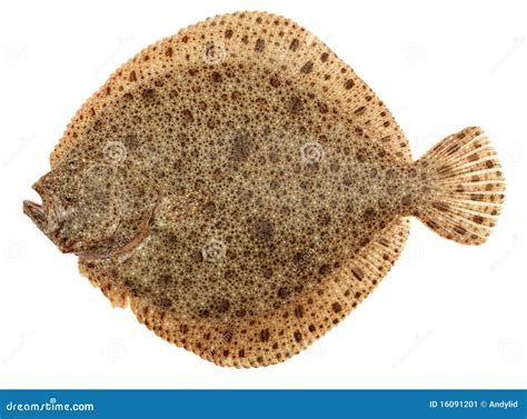 turbot fish.